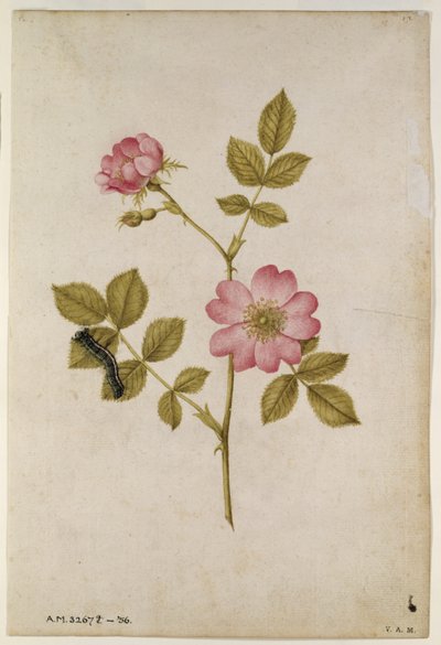 Rosa Canina - Dogrose and Caterpillar by Jacques Le Moyne
